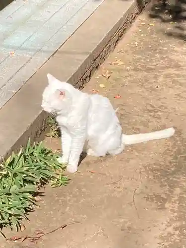 愛宕神社の動物