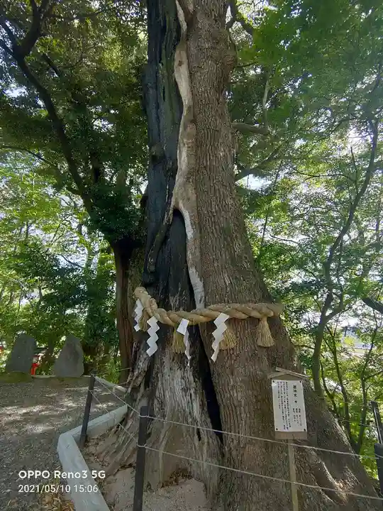 常陸國總社宮の自然