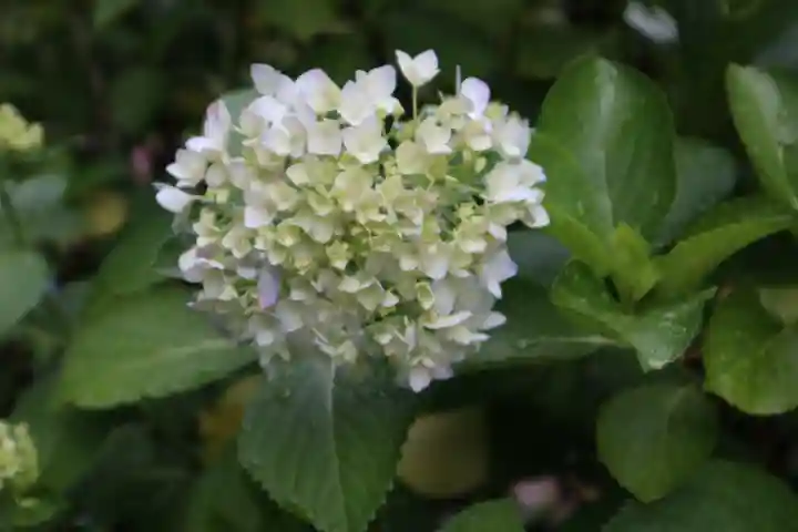 善峯寺(京都府)