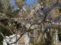 白旗神社(西御門)の自然