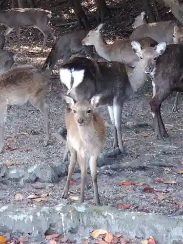 杉之浦神社の動物