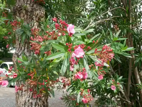 蓮華王院（三十三間堂）の自然