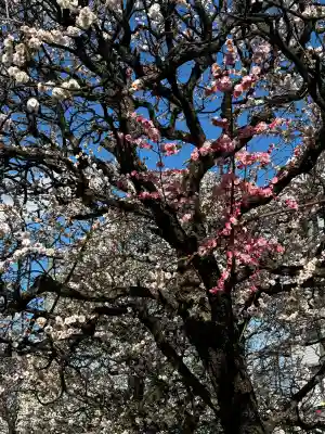 北野神社の{uncategorized: "未分類", other: "その他", undefined: "問題あり", building: "その他建物", grave: "お墓", sacred_gate: "鳥居", guardian: "狛犬", statue: "像", buddha: "仏像", history: "歴史", nature: "自然", garden: "庭園", animal: "動物", pagoda: "塔", temizu: "手水舎", mountain_gate: "山門・神門", sanctuary: "本殿・本堂", subordinate: "末社・摂社", art: "芸術", scenery: "景色", jizo: "地蔵", ema: "絵馬", goshuin: "御朱印", omikuji: "おみくじ", items: "授与品その他", amulet: "お守り", goshuincho: "御朱印帳", eats: "食事", festival: "お祭り", votive_dance: "神楽", shichigosan: "七五三参", wedding: "結婚式", experience: "体験その他", initially: "初詣", around: "周辺", anti_infection: "感染症対策"}