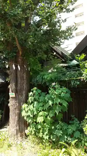 蔵前神社の自然