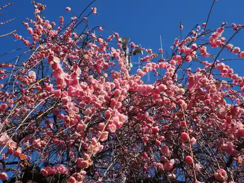 亀戸天神社(東京都)