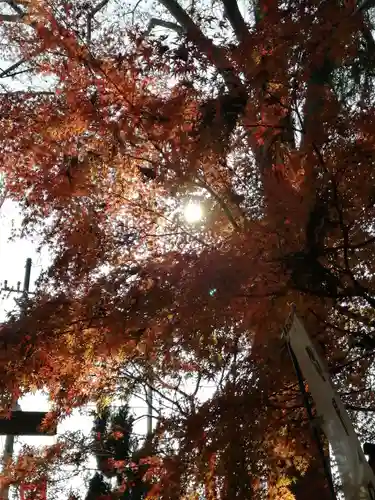 間々田八幡宮の自然