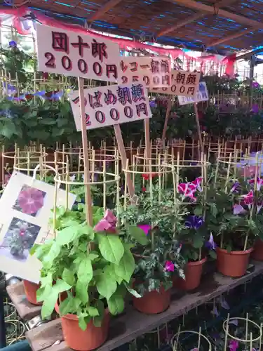 真源寺（入谷鬼子母神）の自然