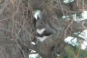留辺蘂神社の動物(2024年04月11日(木) 22時03分43秒投稿)