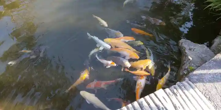 青塚社(北方町)の動物