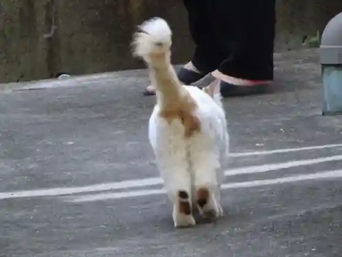 阿邪訶根神社の動物