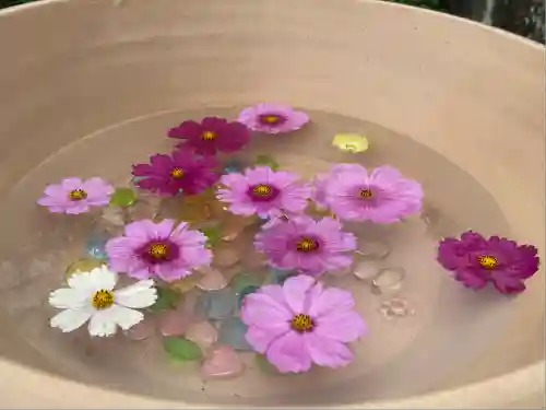 般若寺 ❁﻿コスモス寺❁(奈良県)