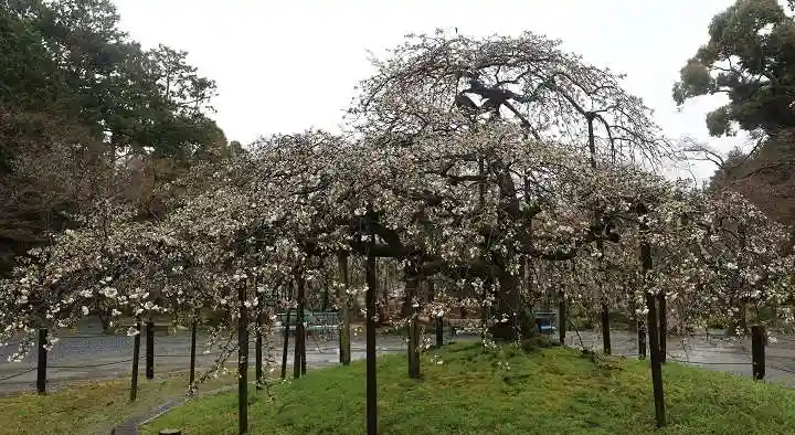 大原野神社(京都府)