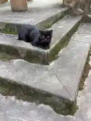 玉野御嶽神社の動物