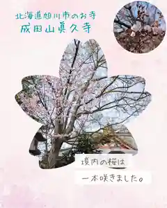 眞久寺(北海道)(2026年04月27日(月) 13時40分28秒投稿)