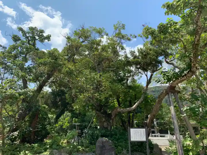 天津神明宮の自然