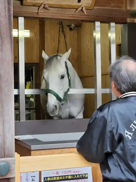 多度大社の動物