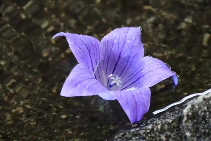 鹿島大神宮の手水舎