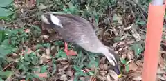 泉神社の動物