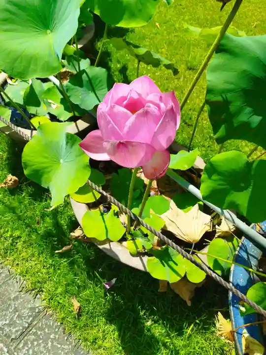 三室戸寺(京都府)