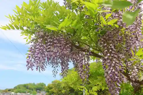 三春大神宮の自然
