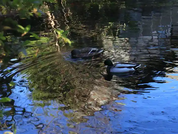 富士山本宮浅間大社(静岡県)