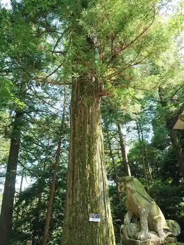 八幡神社の狛犬