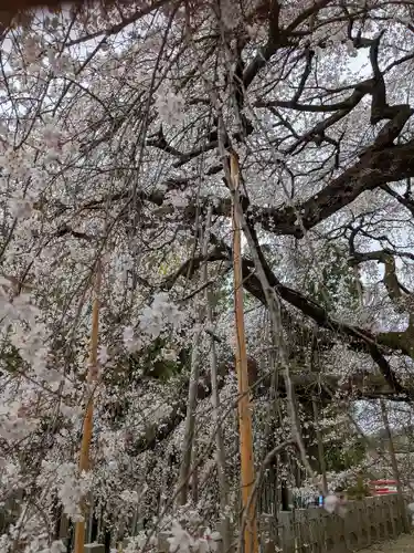 小川諏訪神社の自然