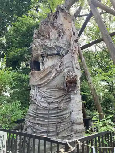 布多天神社の自然