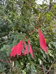 上田端八幡神社の自然