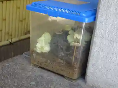 銀杏岡八幡神社の動物