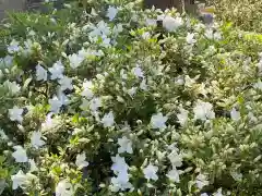 岡部春日神社～👹鬼門よけの🌺花咲く🌺やしろ～の庭園