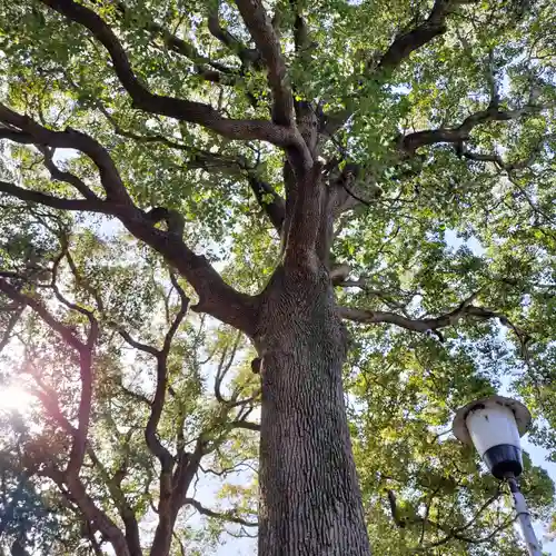 星川杉山神社(神奈川県)