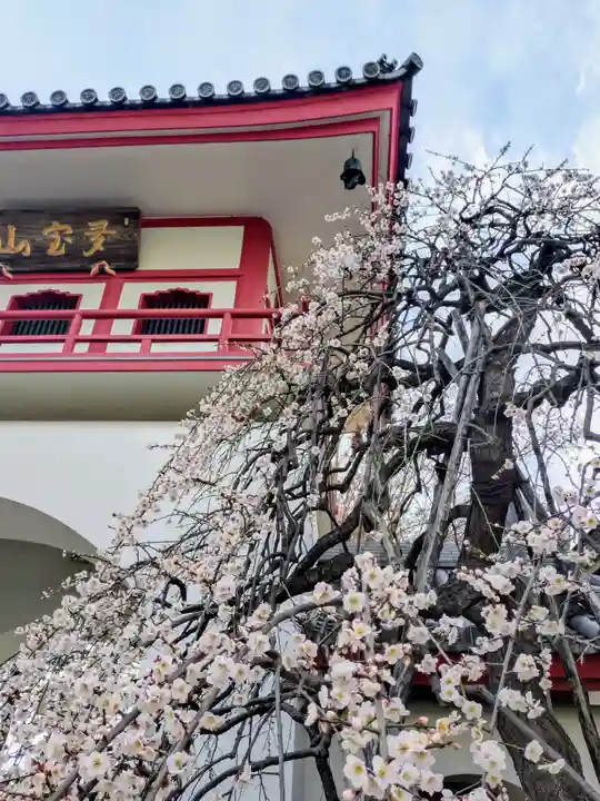 成願寺(東京都)