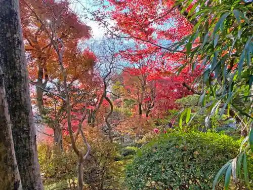 華厳寺（鈴虫寺）の自然