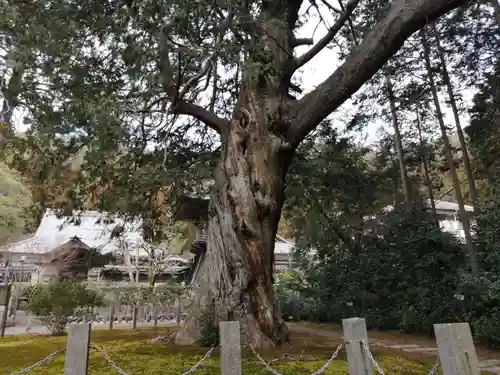 大智寺の自然