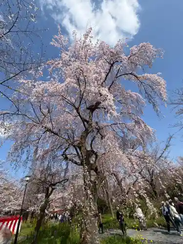 平野神社の{uncategorized: "未分類", other: "その他", undefined: "問題あり", building: "その他建物", grave: "お墓", sacred_gate: "鳥居", guardian: "狛犬", statue: "像", buddha: "仏像", history: "歴史", nature: "自然", garden: "庭園", animal: "動物", pagoda: "塔", temizu: "手水舎", mountain_gate: "山門・神門", sanctuary: "本殿・本堂", subordinate: "末社・摂社", art: "芸術", scenery: "景色", jizo: "地蔵", ema: "絵馬", goshuin: "御朱印", omikuji: "おみくじ", items: "授与品その他", amulet: "お守り", goshuincho: "御朱印帳", eats: "食事", festival: "お祭り", votive_dance: "神楽", shichigosan: "七五三参", wedding: "結婚式", experience: "体験その他", initially: "初詣", around: "周辺", anti_infection: "感染症対策"}