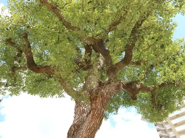 愛染堂勝鬘院の自然