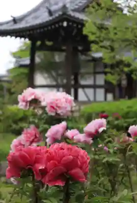 乙訓寺(京都府)
