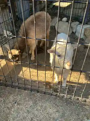 楽法寺（雨引観音）の{uncategorized: "未分類", other: "その他", undefined: "問題あり", building: "その他建物", grave: "お墓", sacred_gate: "鳥居", guardian: "狛犬", statue: "像", buddha: "仏像", history: "歴史", nature: "自然", garden: "庭園", animal: "動物", pagoda: "塔", temizu: "手水舎", mountain_gate: "山門・神門", sanctuary: "本殿・本堂", subordinate: "末社・摂社", art: "芸術", scenery: "景色", jizo: "地蔵", ema: "絵馬", goshuin: "御朱印", omikuji: "おみくじ", items: "授与品その他", amulet: "お守り", goshuincho: "御朱印帳", eats: "食事", festival: "お祭り", votive_dance: "神楽", shichigosan: "七五三参", wedding: "結婚式", experience: "体験その他", initially: "初詣", around: "周辺", anti_infection: "感染症対策"}