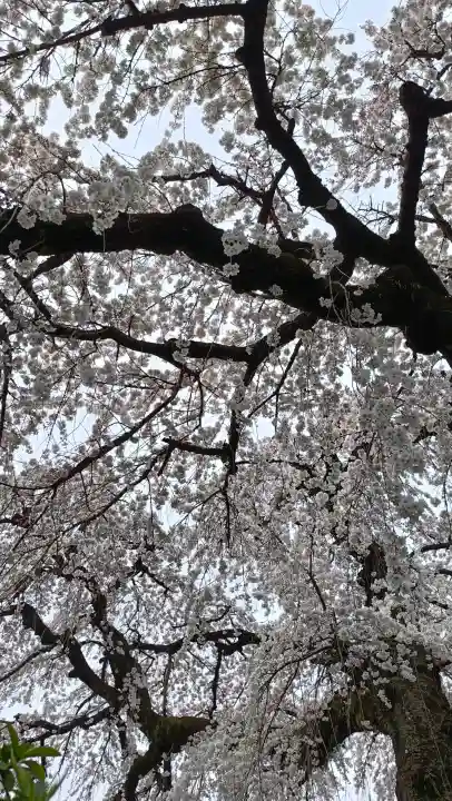 円明寺の{uncategorized: "未分類", other: "その他", undefined: "問題あり", building: "その他建物", grave: "お墓", sacred_gate: "鳥居", guardian: "狛犬", statue: "像", buddha: "仏像", history: "歴史", nature: "自然", garden: "庭園", animal: "動物", pagoda: "塔", temizu: "手水舎", mountain_gate: "山門・神門", sanctuary: "本殿・本堂", subordinate: "末社・摂社", art: "芸術", scenery: "景色", jizo: "地蔵", ema: "絵馬", goshuin: "御朱印", omikuji: "おみくじ", items: "授与品その他", amulet: "お守り", goshuincho: "御朱印帳", eats: "食事", festival: "お祭り", votive_dance: "神楽", shichigosan: "七五三参", wedding: "結婚式", experience: "体験その他", initially: "初詣", around: "周辺", anti_infection: "感染症対策"}