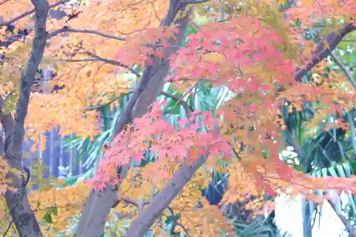 宇治神社の自然