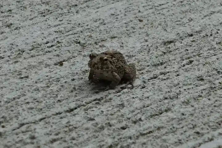登彌神社の動物