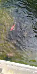 鮫州八幡神社の庭園