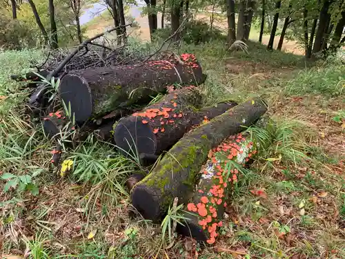 寺岡山元三大師の自然