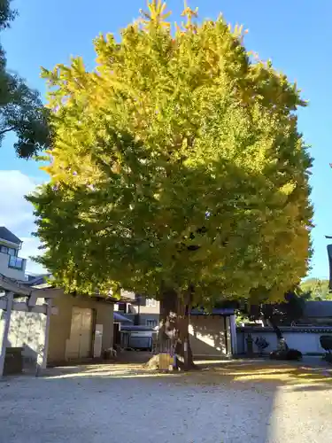 姪浜住吉神社(福岡県)