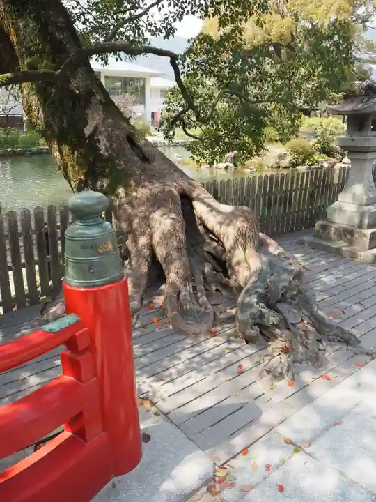 太宰府天満宮の自然