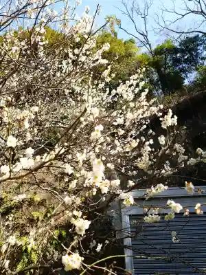 銭洗弁財天宇賀福神社の{uncategorized: "未分類", other: "その他", undefined: "問題あり", building: "その他建物", grave: "お墓", sacred_gate: "鳥居", guardian: "狛犬", statue: "像", buddha: "仏像", history: "歴史", nature: "自然", garden: "庭園", animal: "動物", pagoda: "塔", temizu: "手水舎", mountain_gate: "山門・神門", sanctuary: "本殿・本堂", subordinate: "末社・摂社", art: "芸術", scenery: "景色", jizo: "地蔵", ema: "絵馬", goshuin: "御朱印", omikuji: "おみくじ", items: "授与品その他", amulet: "お守り", goshuincho: "御朱印帳", eats: "食事", festival: "お祭り", votive_dance: "神楽", shichigosan: "七五三参", wedding: "結婚式", experience: "体験その他", initially: "初詣", around: "周辺", anti_infection: "感染症対策"}