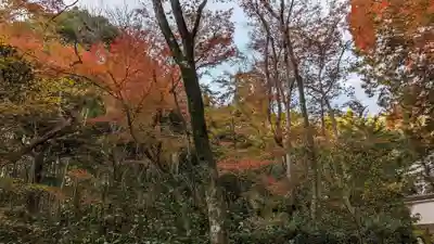 地蔵院(京都府)