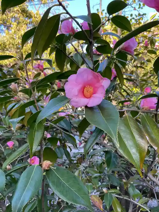 溝旗神社(肇國神社)の自然