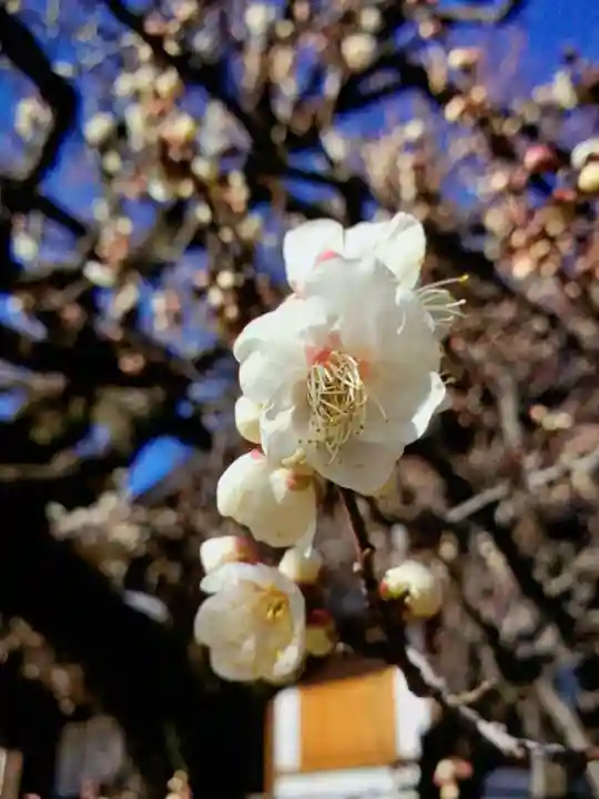 福蔵院(東京都)